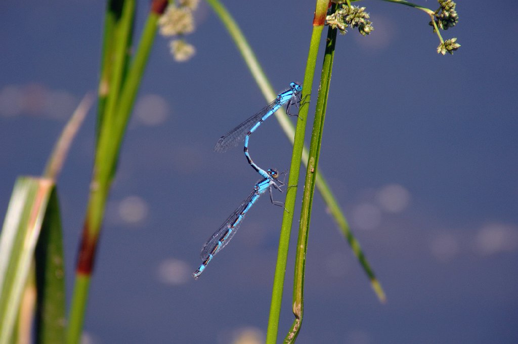 006 2008-06103972 Wachusett Meadow, MA.jpg - Axure Bluet Damselfly (Enallagma aspersum). Wachusett Meadow Wildlife Sanctuary, MA, 6-10-2008